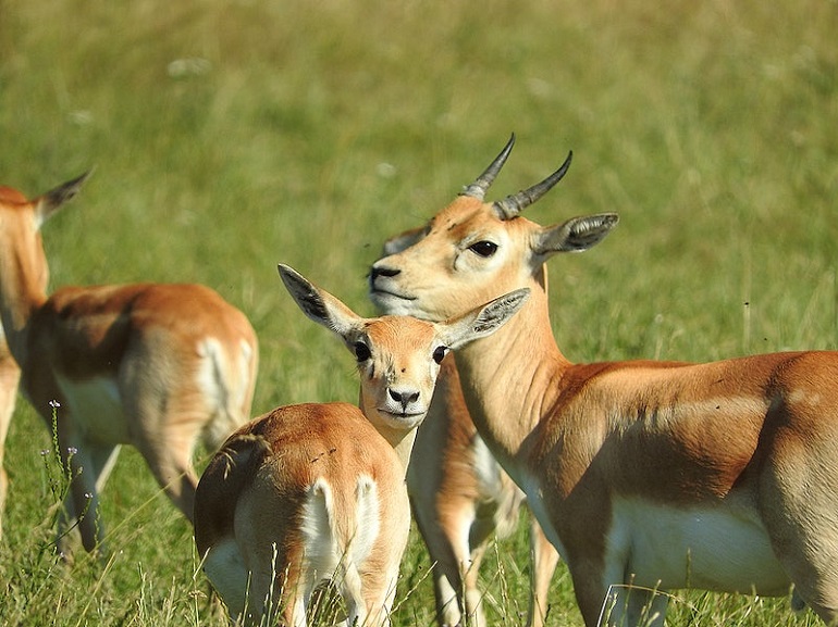 impala animal