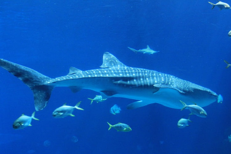 how long is a whale shark