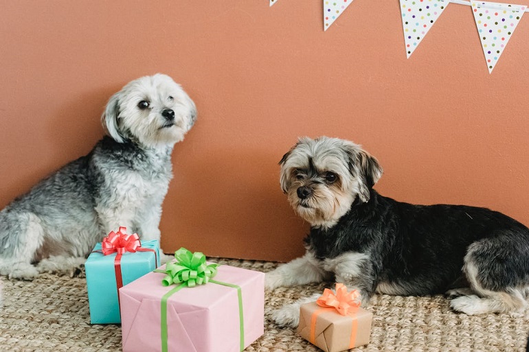 https://worldanimalfoundation.org/wp-content/uploads/2023/02/In-2020-almost-78-of-dog-owners-bought-gifts-for-their-dogs..jpeg