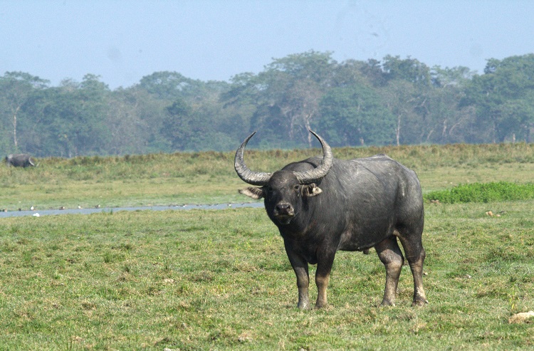 are bison and buffalo the same thing