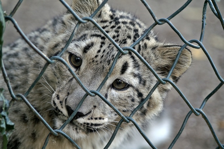 wild leopard