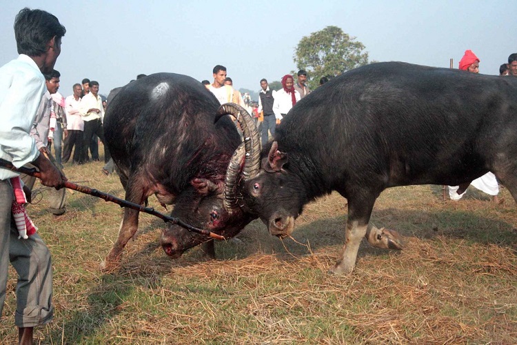 how long do buffalo live