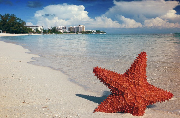 Starfish - Startling Facts About Cute & Colorful Sea Stars!!