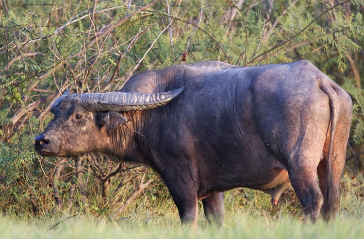 what are buffaloes used for