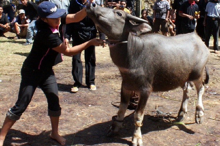 what are buffaloes used for