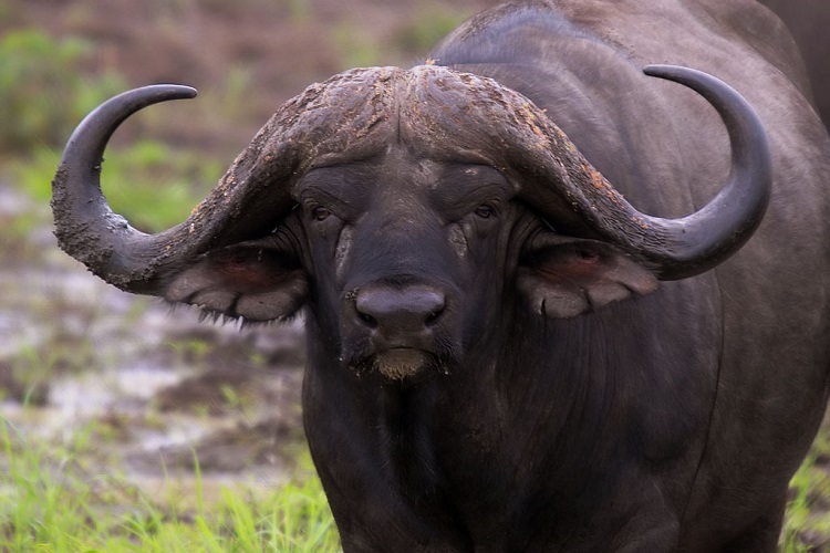 small species of water buffalo