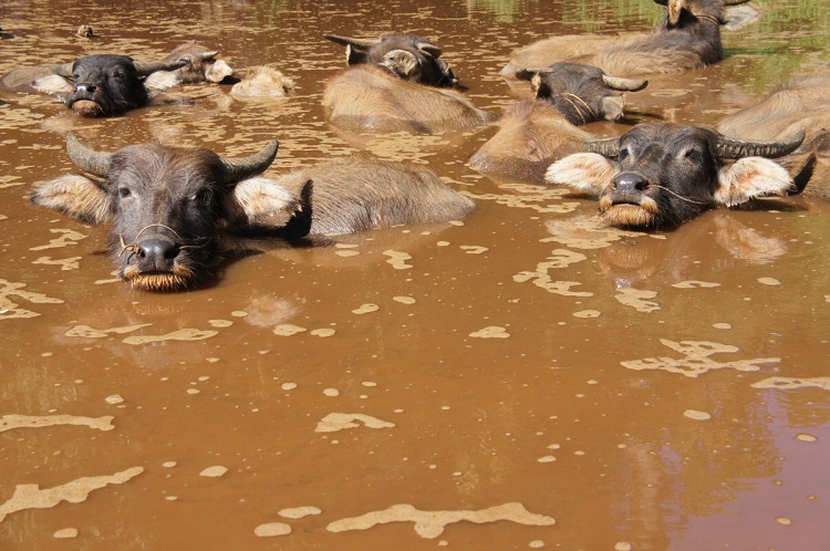 buffalo size