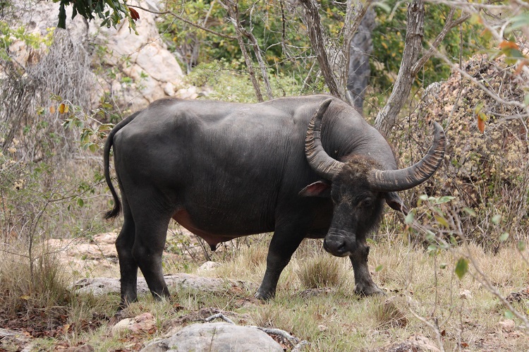 water-buffalo-history-unique-characteristics-explained