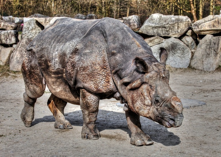 Indian rhino