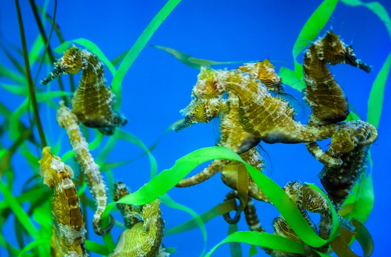 seahorse food
