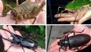 Insects 101: A Guide To The Amazing World Of Bugs
