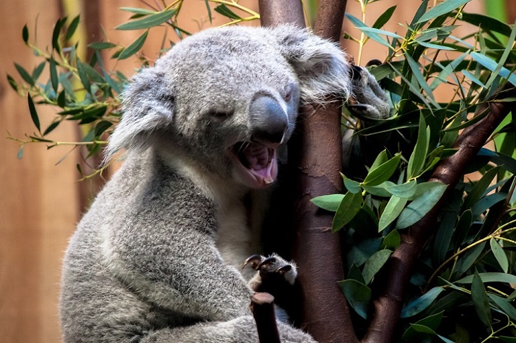 weird facts about koalas