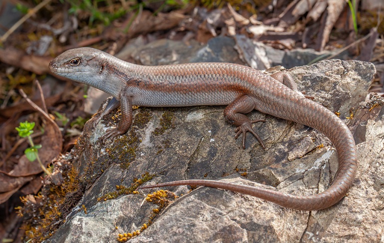 are skinks poisonous to dogs if eaten