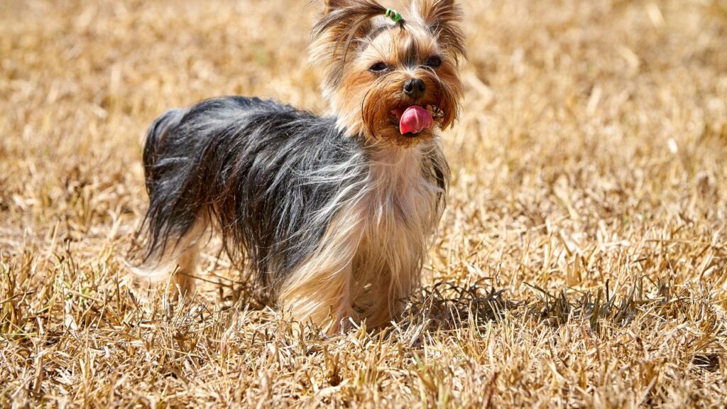 Interesting Facts about Glen of Imaal Terrier