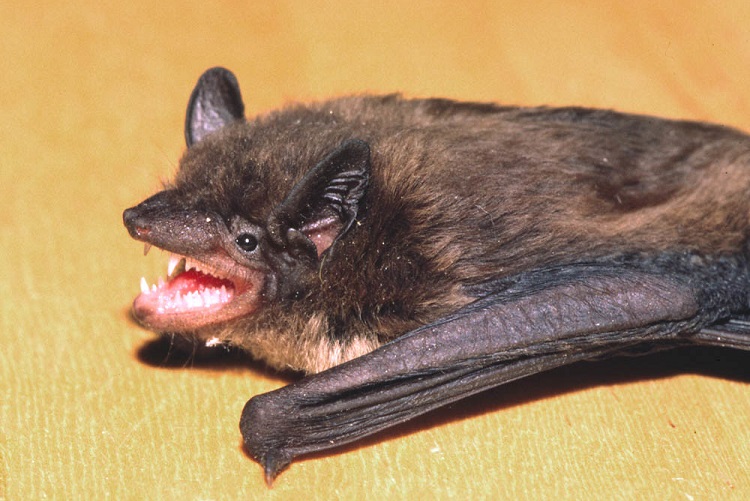 are bats marsupials