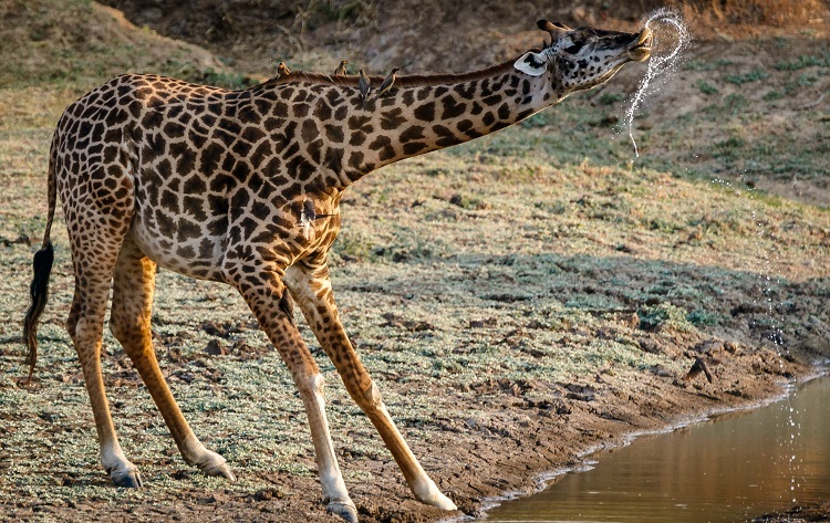 giraffe lifespan