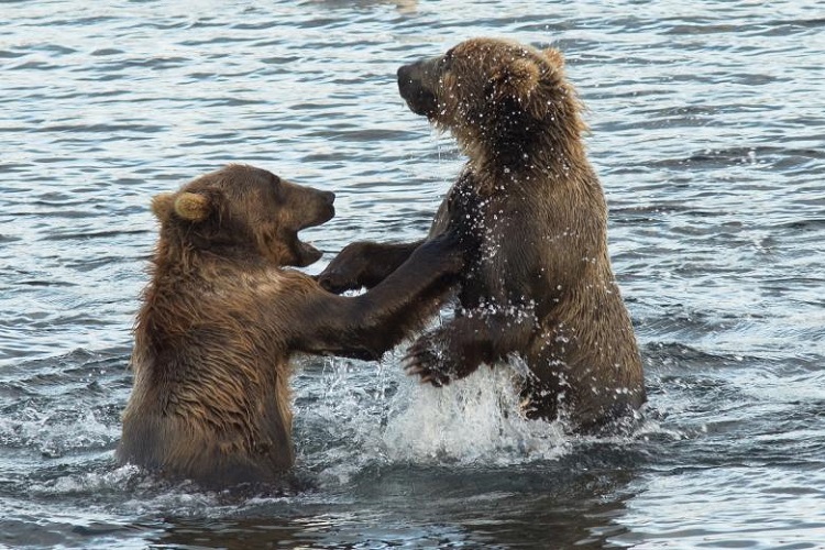 average grizzly bear weight