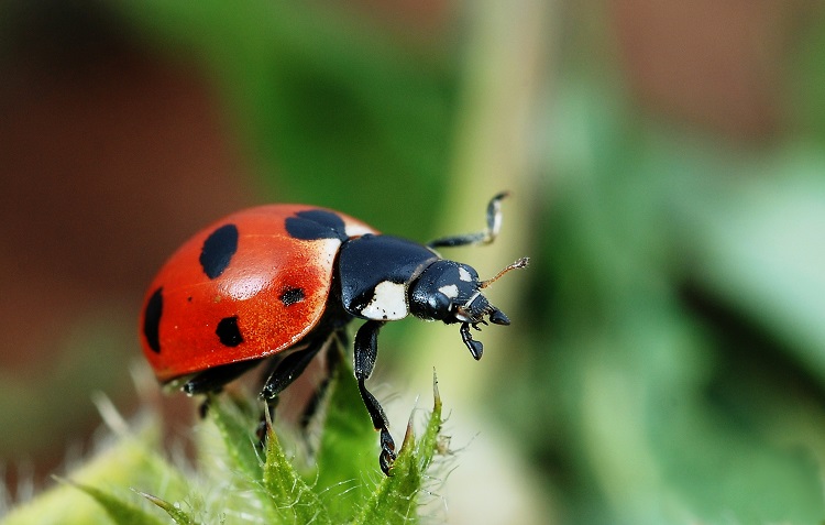 what ladybug eat