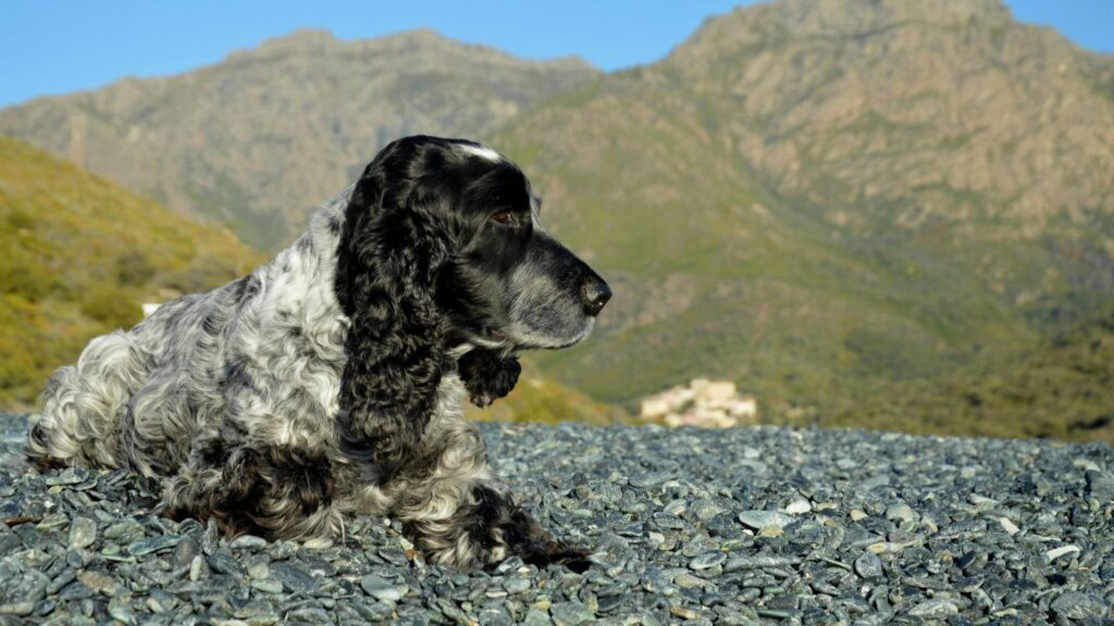 Irish Water Dog Temperament and Personality