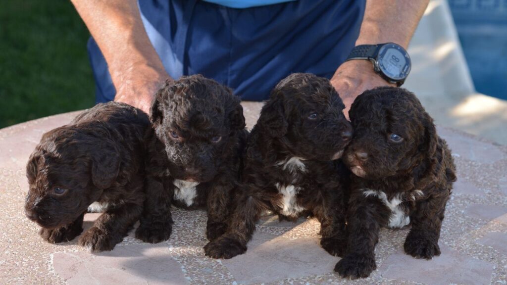 Irish Water Spaniel Puppies