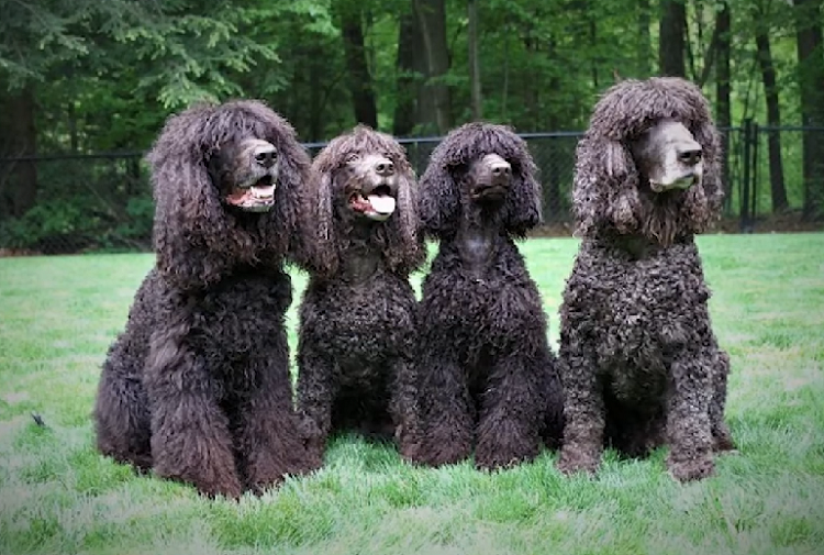 are irish water spaniel hypoallergenic