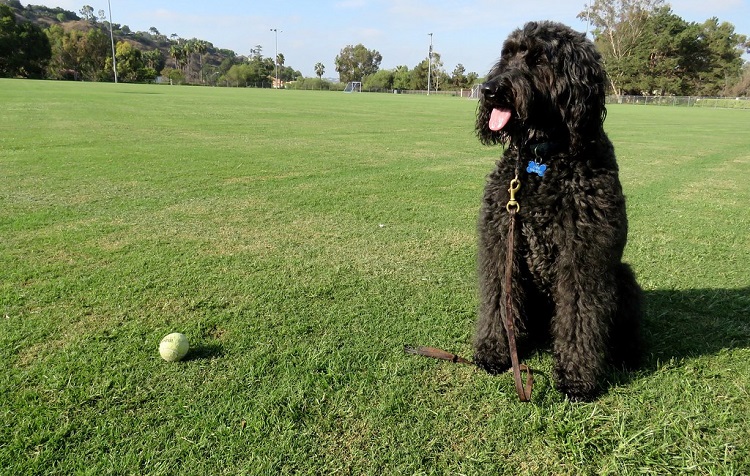 hypoallergenic irish water spaniel