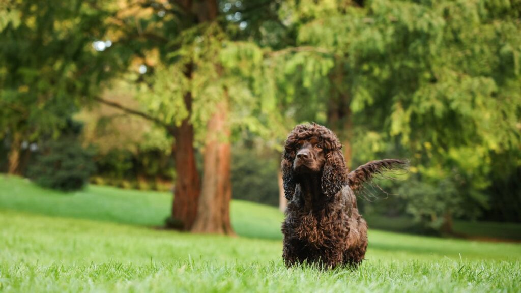 Irish Water Spaniel Traits and Characteristics