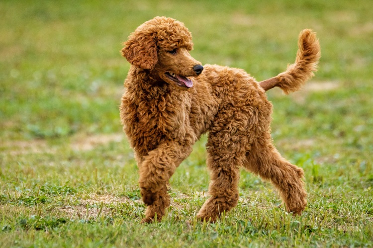 Irish water 2024 spaniel hypoallergenic