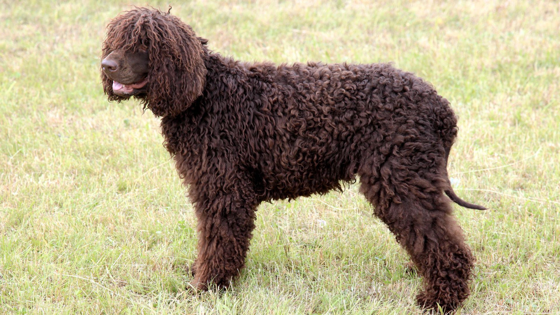 Irish Water Spaniel