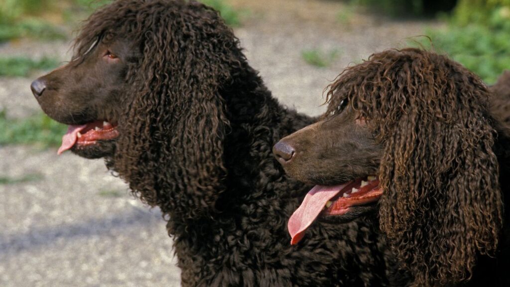 Irish Water Spaniel2