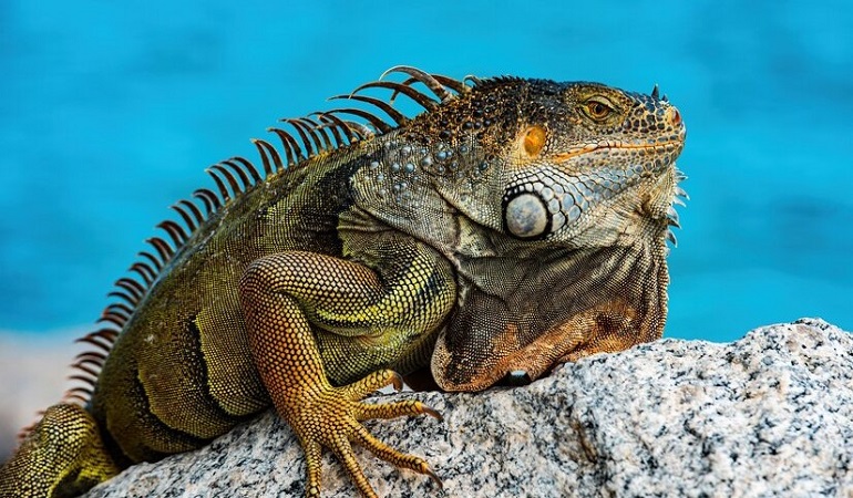 pet green iguana