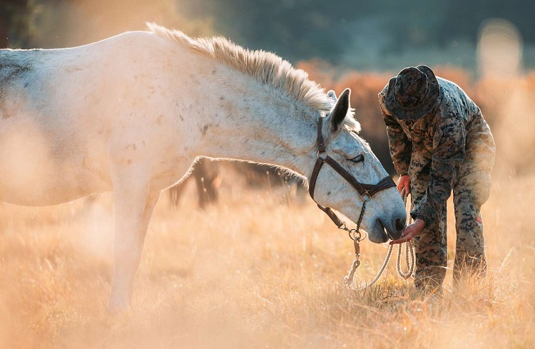 how is a mule made