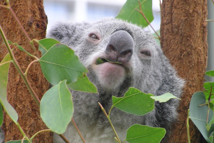 true facts about koalas