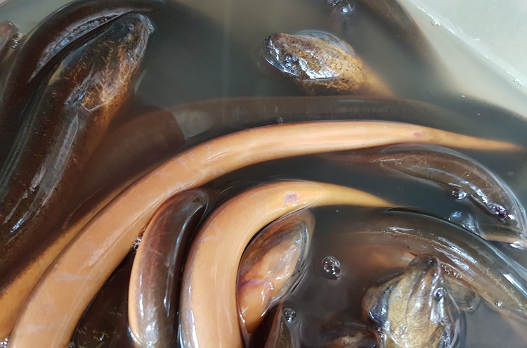 do eels have sexual organs