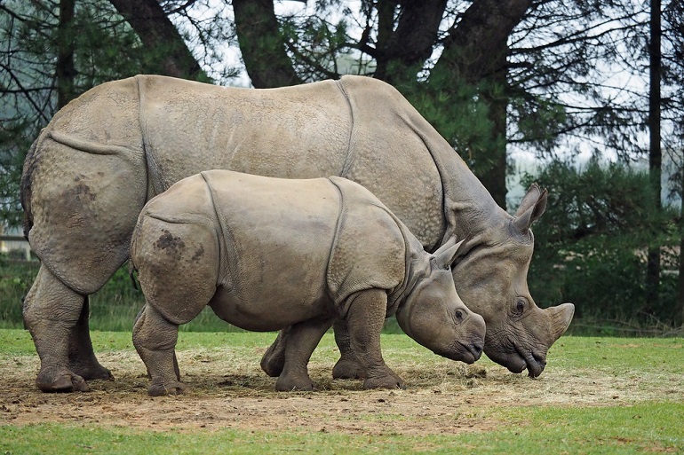 Javan rhino