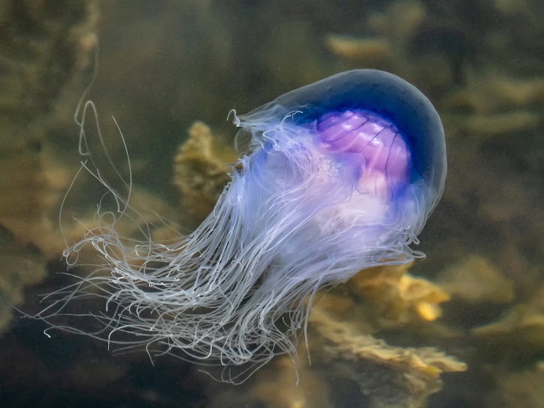 jellies animal
