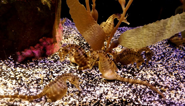 sea horse images
