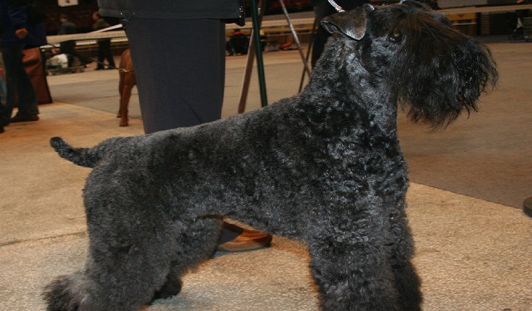 kerry blue terrier puppy