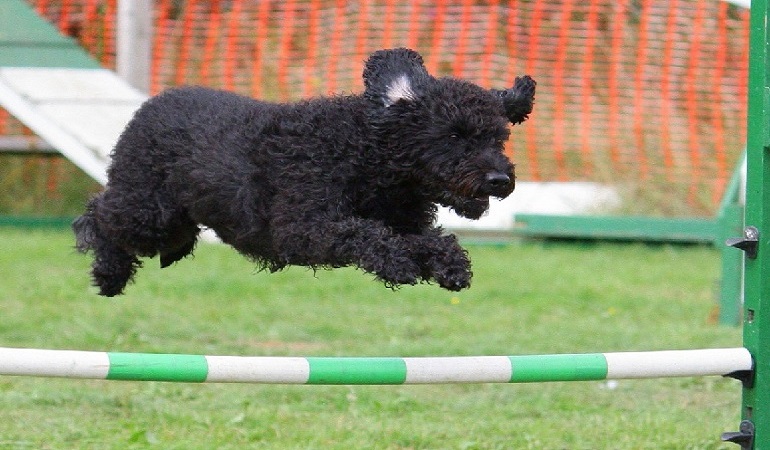 kerry blue terrier excercise