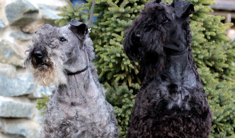 kerry blue terrier grooming