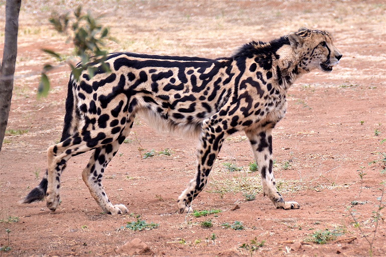 cheetah habitat facts
