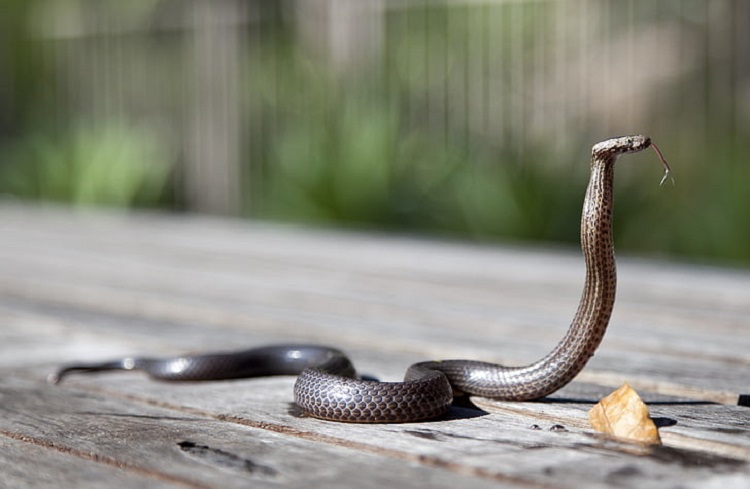 8-Year-Old Boy Bites Cobra Twice After Attack, Kills It: Report