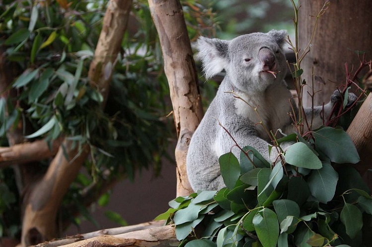 how long do koalas sleep