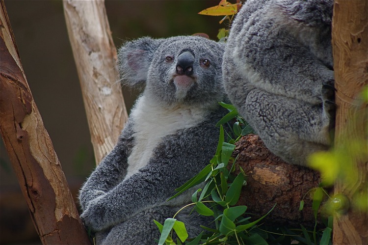 koala facts