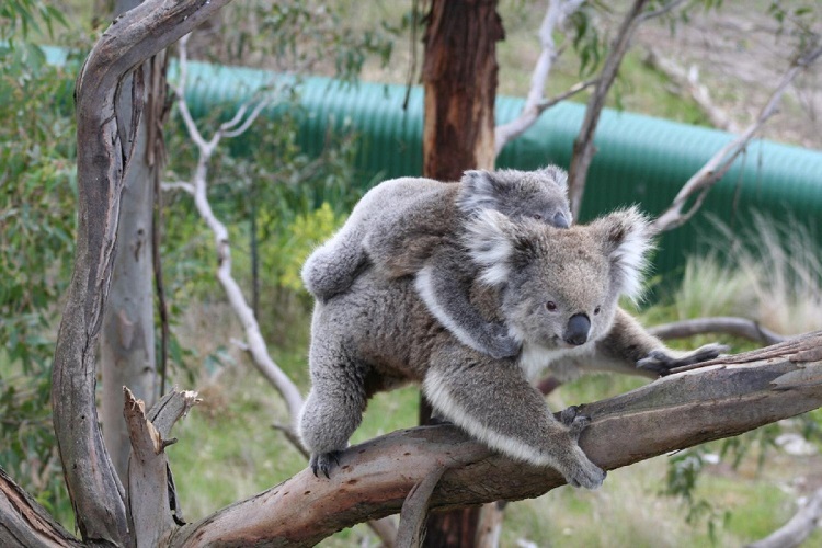 are koalas high