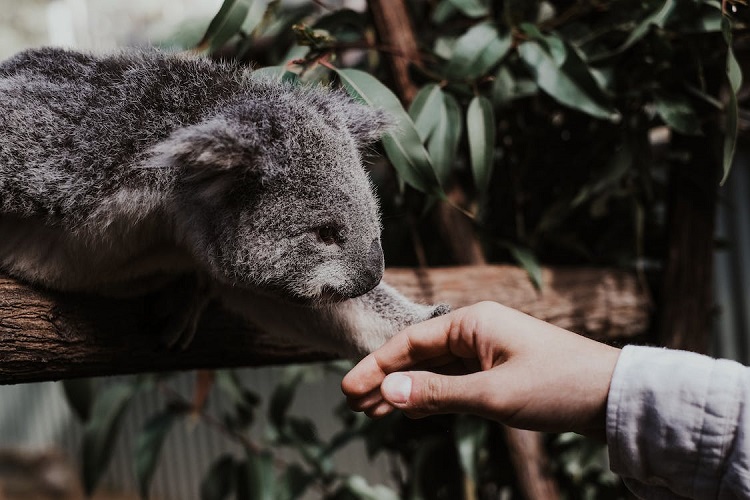 Why do we love koalas so much? Because they look like baby humans