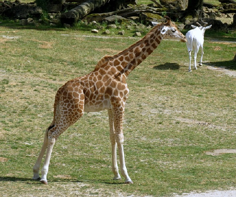 Kordofan giraffe