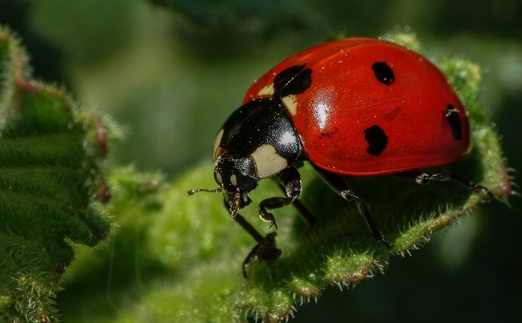 how many legs does a ladybug have