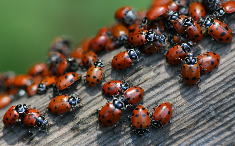 Ladybugs, Family Coccinellidae