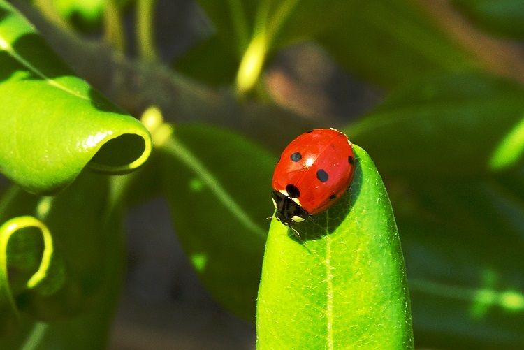 All About Ladybug – The Gorgeous, Shiny Invertebrate Species